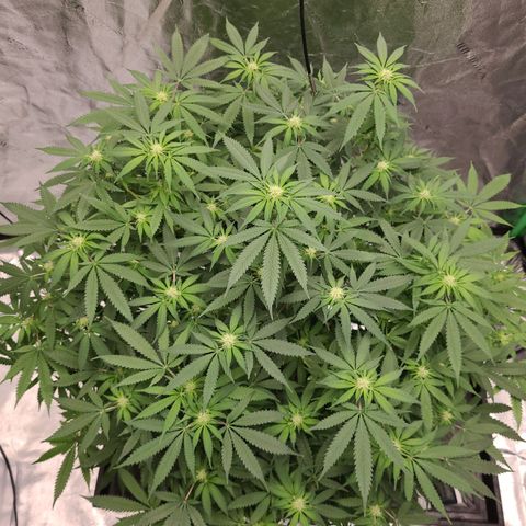 Original Skunk #1 growlog photo: Flowering 