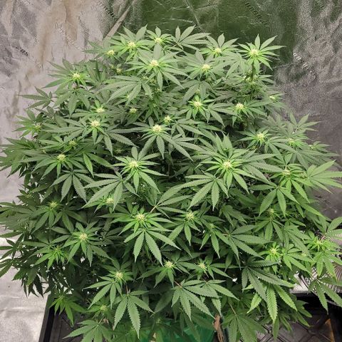 Original Skunk #1 growlog timeline photo