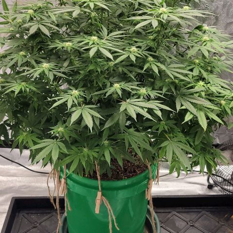 Original Skunk #1 growlog timeline photo