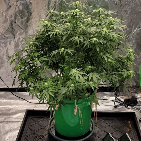 Original Skunk #1 growlog timeline photo
