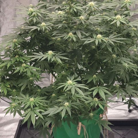 Original Skunk #1 growlog timeline photo