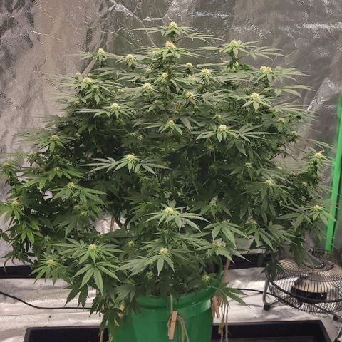 Original Skunk #1 growlog timeline photo