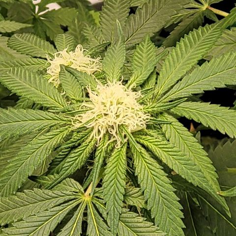 Original Skunk #1 growlog timeline photo