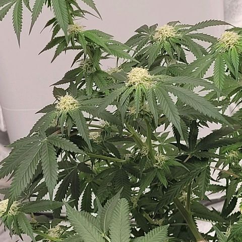 Original Skunk #1 growlog timeline photo