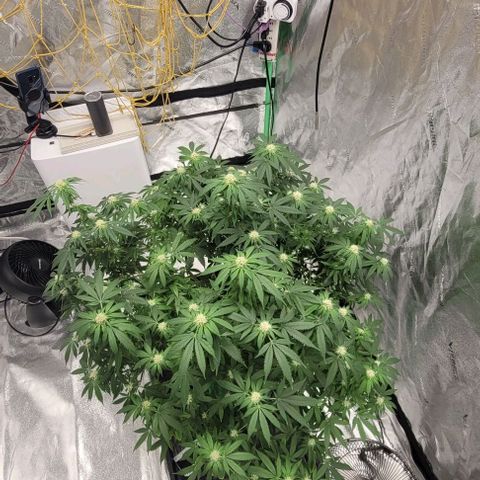 Original Skunk #1 growlog timeline photo