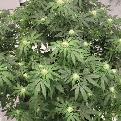 Original Skunk #1 growlog timeline photo