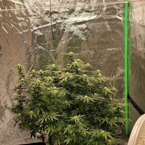 Original Skunk #1 growlog timeline photo