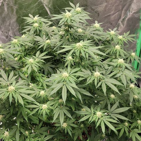 Original Skunk #1 growlog timeline photo