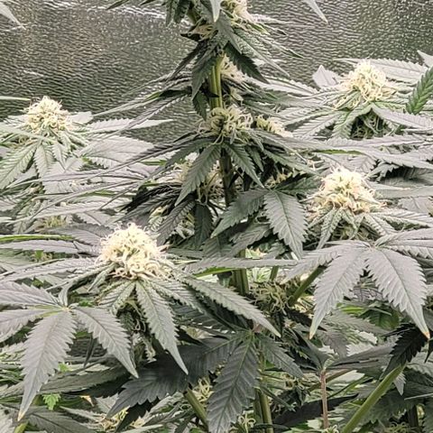 Original Skunk #1 growlog timeline photo