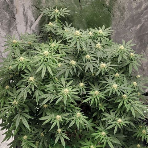 Original Skunk #1 growlog timeline photo