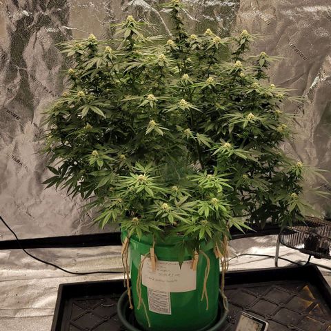Original Skunk #1 growlog timeline photo