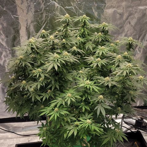 Original Skunk #1 growlog timeline photo