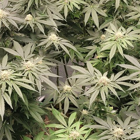Original Skunk #1 growlog timeline photo