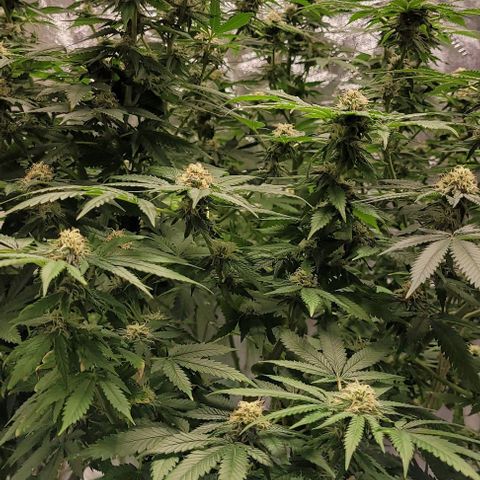 Original Skunk #1 growlog timeline photo