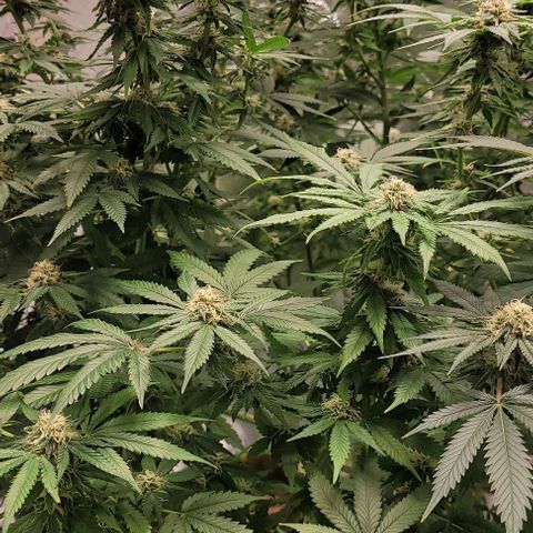 Original Skunk #1 growlog timeline photo