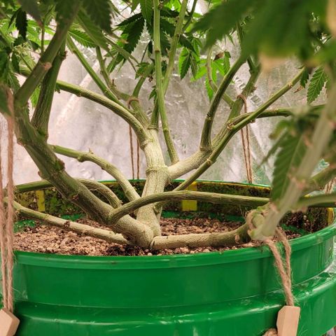 Original Skunk #1 growlog timeline photo