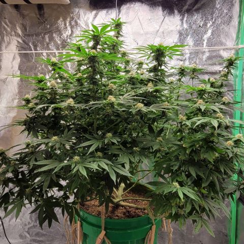 Original Skunk #1 growlog timeline photo