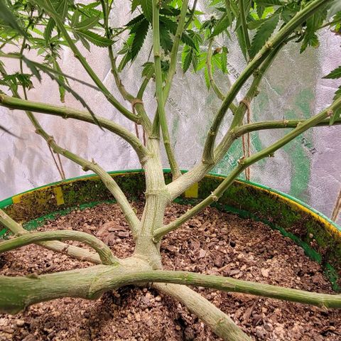 Original Skunk #1 growlog timeline photo