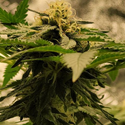 Original Skunk #1 growlog timeline photo
