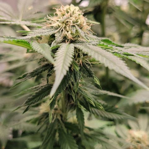 Original Skunk #1 growlog timeline photo