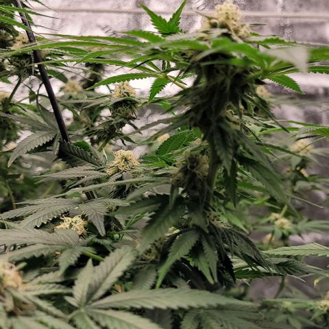 Original Skunk #1 growlog timeline photo