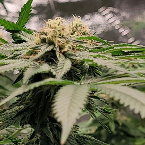 Original Skunk #1 growlog timeline photo