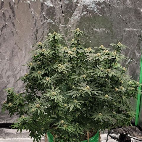 Original Skunk #1 growlog timeline photo