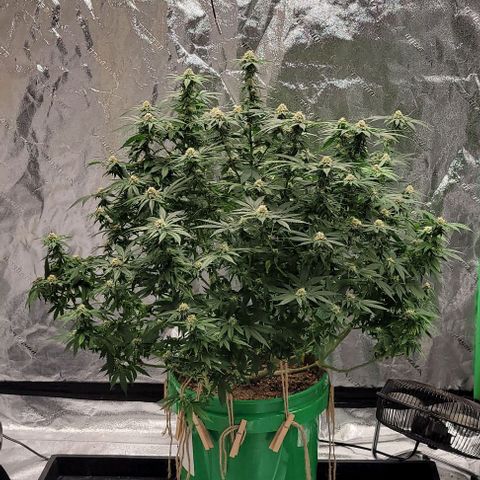 Original Skunk #1 growlog timeline photo