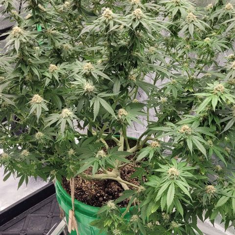 Original Skunk #1 growlog timeline photo
