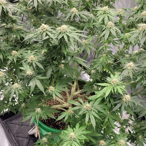 Original Skunk #1 growlog timeline photo