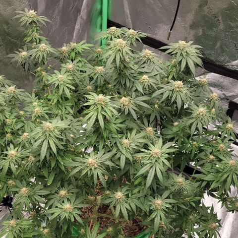 Original Skunk #1 growlog timeline photo