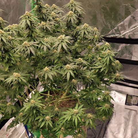 Original Skunk #1 growlog timeline photo