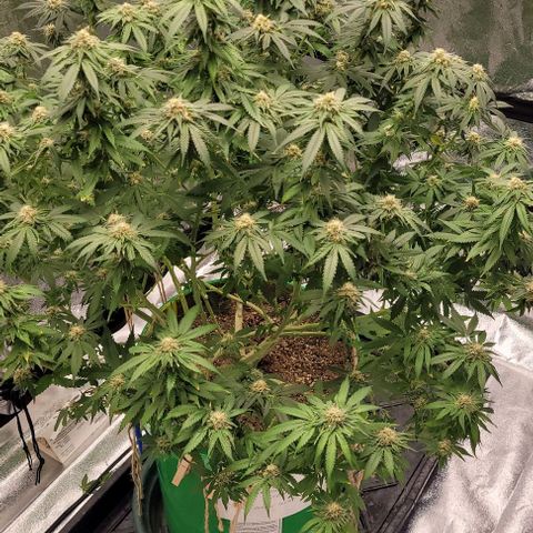 Original Skunk #1 growlog timeline photo