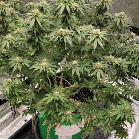Original Skunk #1 growlog timeline photo