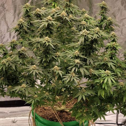 Original Skunk #1 growlog timeline photo