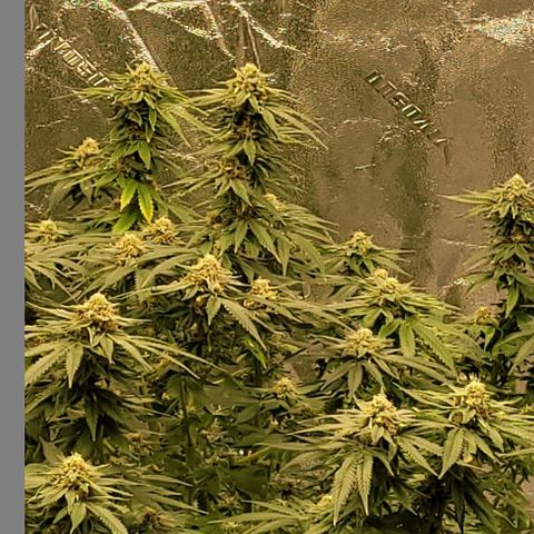 Original Skunk #1 growlog timeline photo