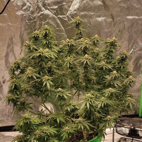 Original Skunk #1 growlog timeline photo