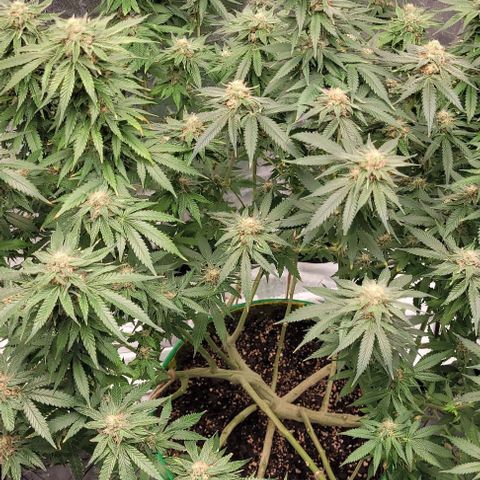 Original Skunk #1 growlog timeline photo