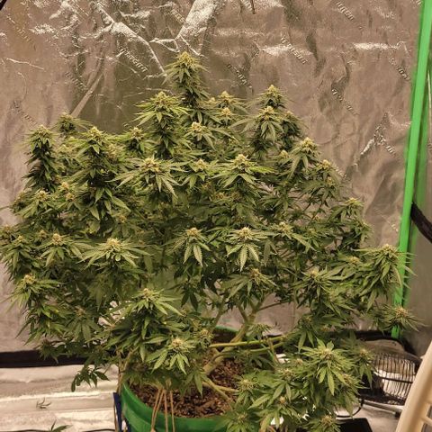Original Skunk #1 growlog timeline photo