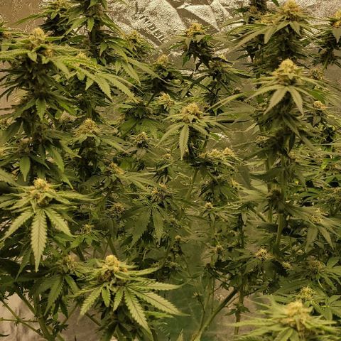 Original Skunk #1 growlog timeline photo