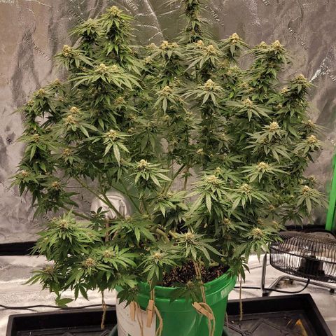 Original Skunk #1 growlog timeline photo