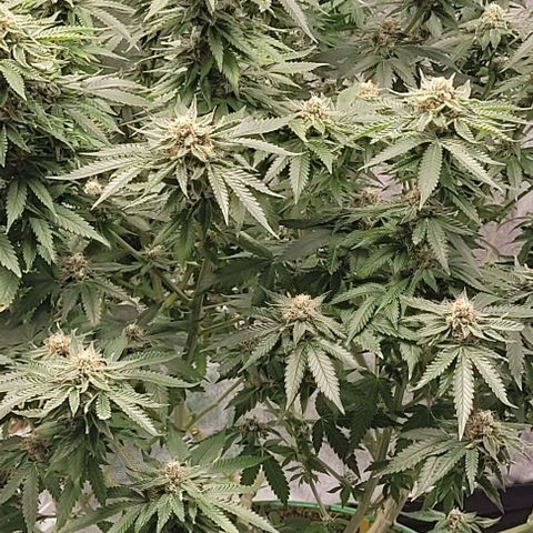Original Skunk #1 growlog timeline photo