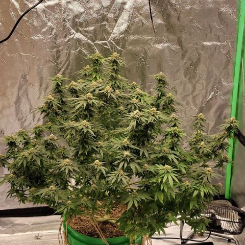 Original Skunk #1 growlog timeline photo