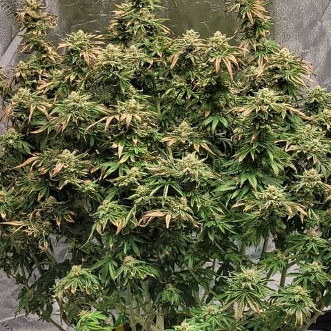 Original Skunk #1 growlog timeline photo