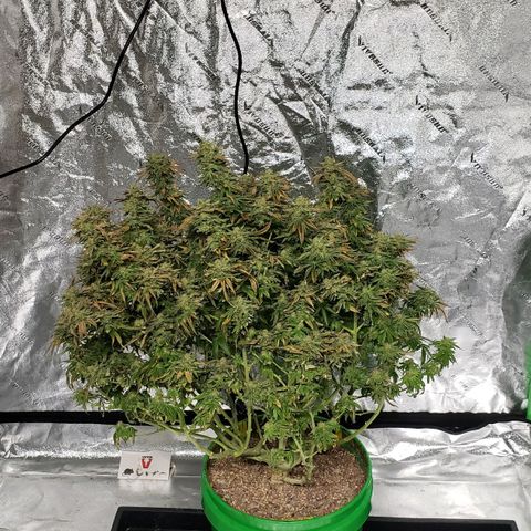 Original Skunk #1 growlog timeline photo