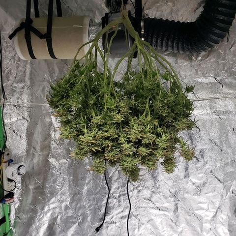 Original Skunk #1 growlog timeline photo