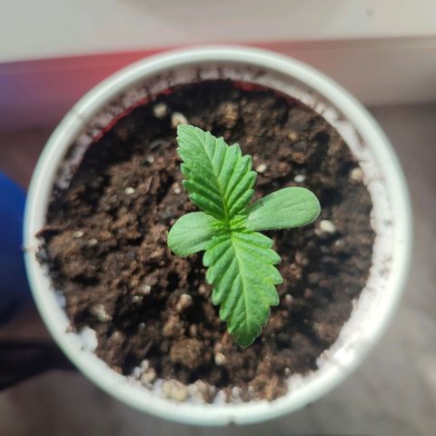 Gelato Kush growlog timeline photo