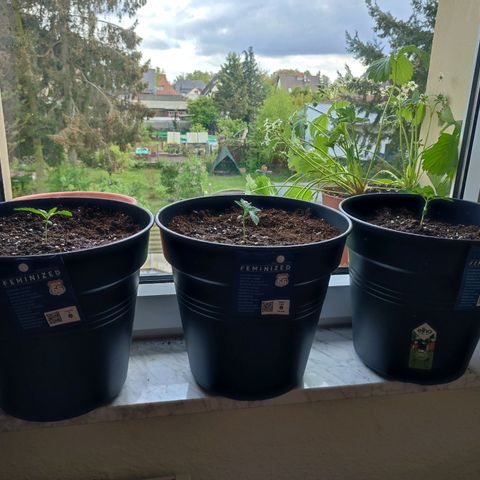Gelato Kush growlog photo: Heute ging es vom Becher in den ersten Topf.
Den Wurzeln zu urteilen war der Zeitpunkt sehr gut.