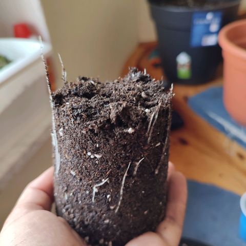 Gelato Kush growlog photo: Heute ging es vom Becher in den ersten Topf.
Den Wurzeln zu urteilen war der Zeitpunkt sehr gut.