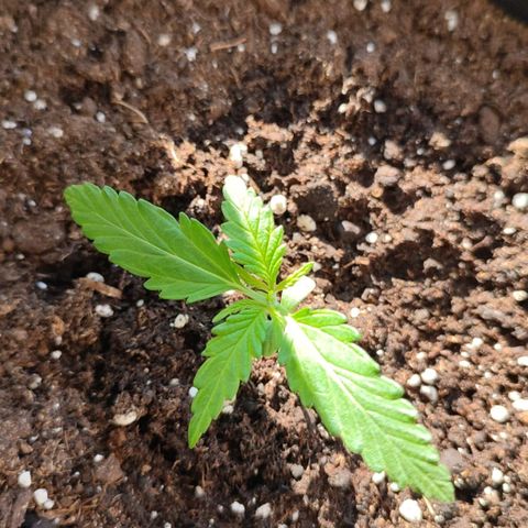 Cinderella 99 2016 growlog timeline photo